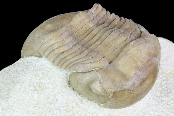 Caudillaenus Oblongatus Trilobite - Russia #89060